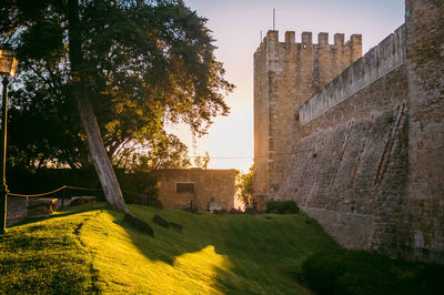 Tree growing on field by sao jorge castle against sky