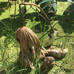 Close-up of lizard on grass