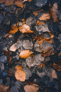 High angle view of dry leaves on rock