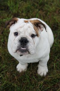 Close-up portrait of dog