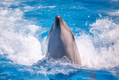 View of whale swimming in sea