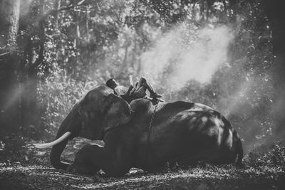 View of an animal on land