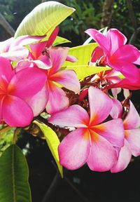 Close-up of pink flower