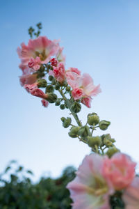 Low angle view of pink cherry blossoms against sky