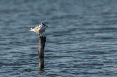 Seagull perching on wooden post