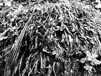 Full frame shot of tree roots