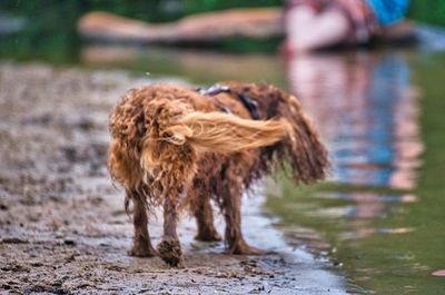 View of a dog on land