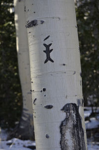 Close-up of tree trunk