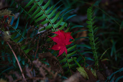 Close-up of red flowers