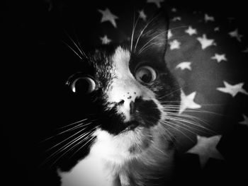 Close-up of cat against black background