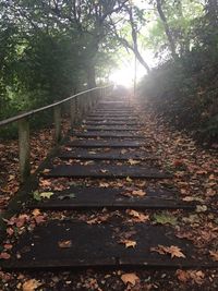 Walkway amidst trees