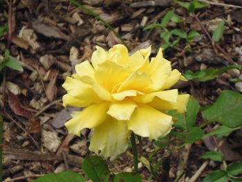 Close-up of yellow flower blooming outdoors