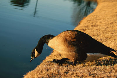 View of a bird at lakeshore