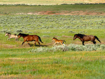 Horses running in a field