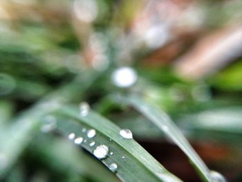 Close-up of plant