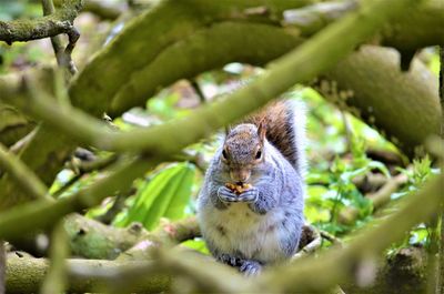 Portrait of squirrel on tree