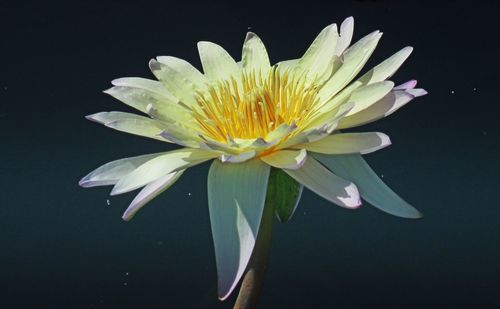 Close-up of water lily blooming against black background