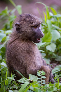 Close-up of monkey amidst plants