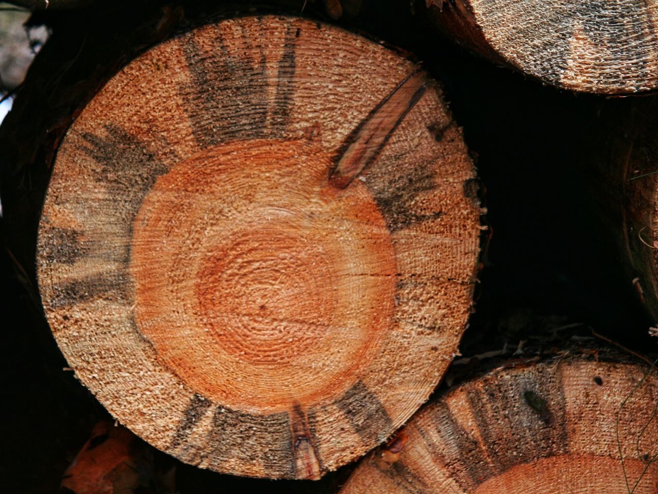 CLOSE-UP OF FIREWOOD