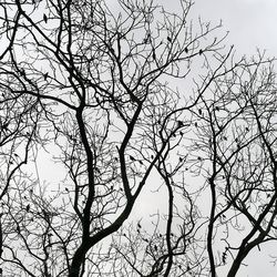 Low angle view of silhouette bare tree against sky