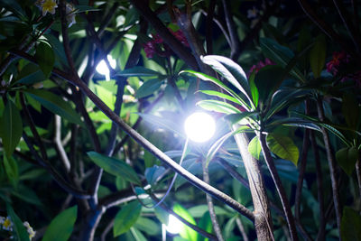 Close-up of plants growing on tree