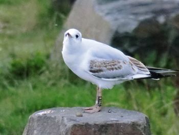 Close-up of seagull perching