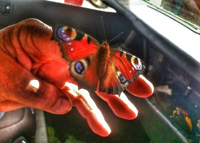 Close-up of cropped hand