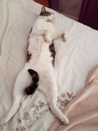 Cat lying on bed at home