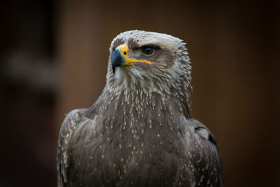 Close-up of bird looking away