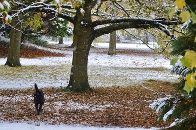 Dog on snow covered tree during winter