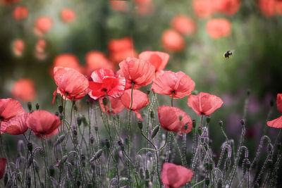 Close-up of red flowering plants on field