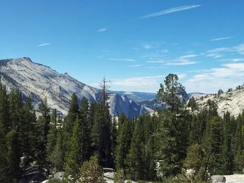 Pine trees in forest against sky