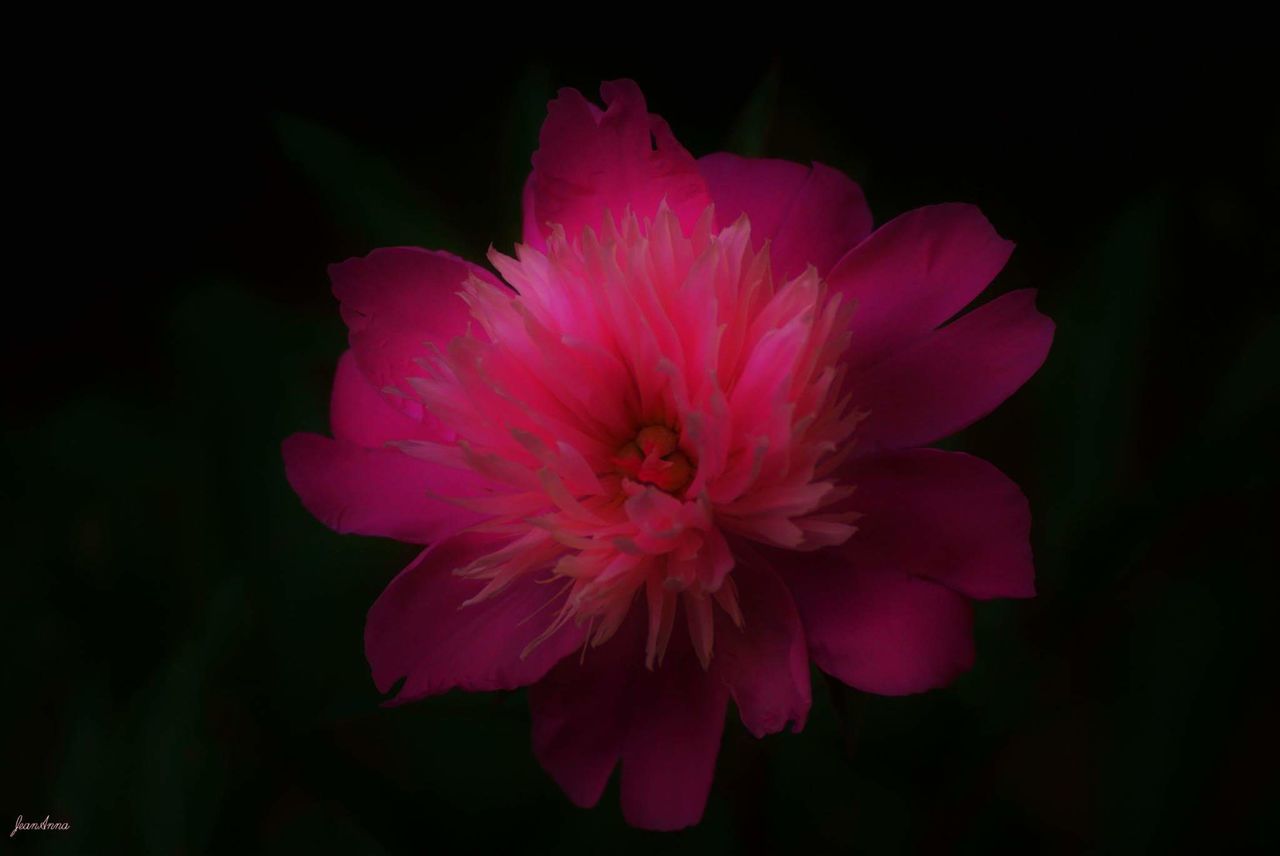 CLOSE-UP OF PINK FLOWER