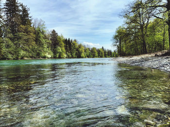 Scenic view of river amidst trees in forest against sky