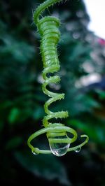 Close-up of spiral leaf