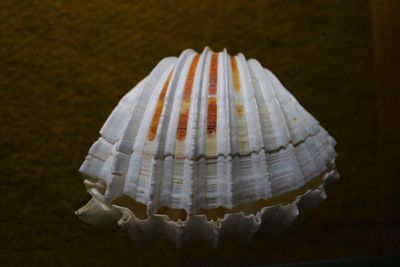 Close-up of white seashell