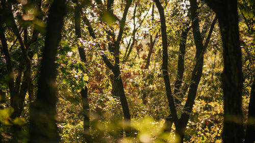 View of trees in the forest