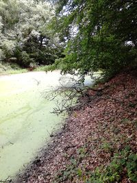 Scenic view of river in forest