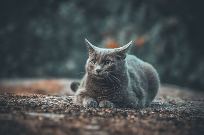 Portrait of a cat