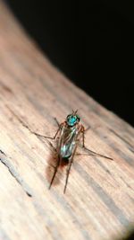 Close-up of insect on table