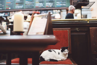 Cat resting on chair at restaurant