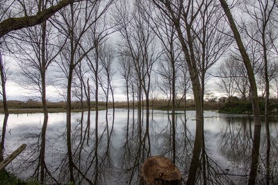 Reflection of bare trees in lake