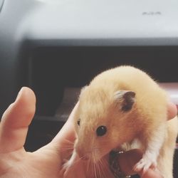 Close-up of hand holding kitten