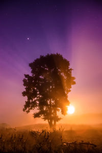 Low angle view of tree against sky during sunset