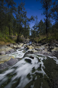 Scenic view of river in forest against sky