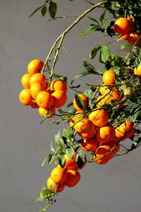 Close-up of orange fruits on tree