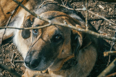 Close-up of dog