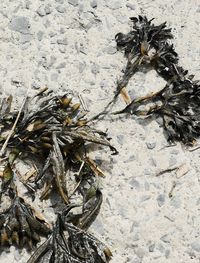 High angle view of caterpillar on sand