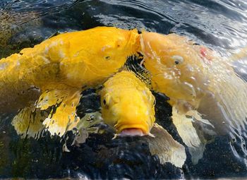 Close-up of fish swimming in sea