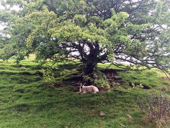 Trees on grassy field